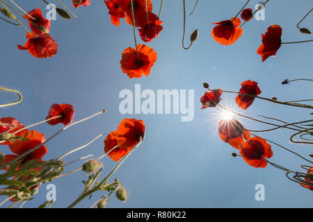 Pavot Rouge commun, la Flandre le pavot (Papaver rhoeas). Coquelicots en fleur, vu contre un ciel bleu Allemagne Banque D'Images