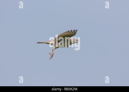 Bruant Proyer (Emberiza calandra, Miliaria calandra). Fun pour adultes in flight. Allemagne Banque D'Images