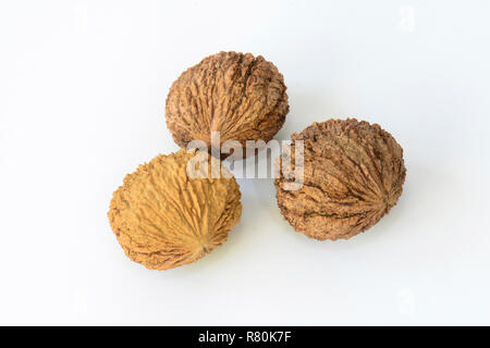 Le noyer noir, le noyer américain (Juglans nigra). Trois écrous, studio photo sur un fond blanc. Banque D'Images