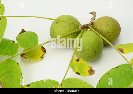 Le noyer noir, le noyer américain (Juglans nigra). Twig avec fruit non mûr et de feuilles, studio photo sur un fond blanc. Banque D'Images