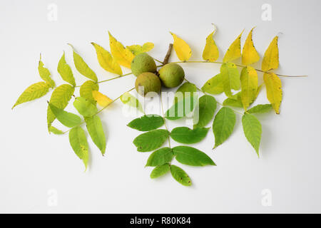 Le noyer noir, le noyer américain (Juglans nigra), branche avec les écrous et les feuilles, studio photo sur un fond blanc. Banque D'Images