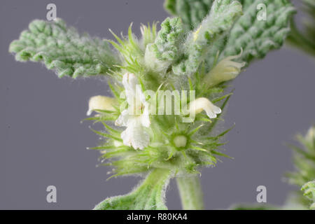 Ballote Ballote commun, Blanc (Marrubium vulgare). Tige avec feuilles et fleurs. Studio photo. Allemagne Banque D'Images