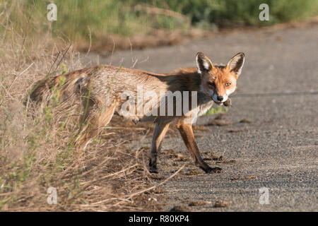 Le renard roux (Vulpes vulpes). Avec la souris adultes traversant une route de proies. Berlin. Allemagne Banque D'Images