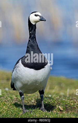 Bernache nonnette (Branta leucopsis). Des profils debout sur un marais salant. Allemagne Banque D'Images