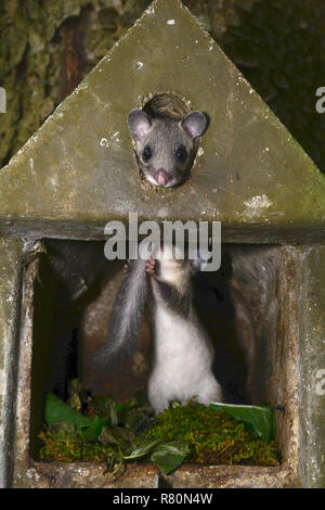 Loir (Glis glis). Deux jeunes jouant dans un nichoir. Allemagne Banque D'Images