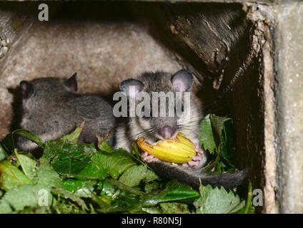 Loir (Glis glis). Deux individus dans un nichoir, l'un d'entre eux de manger un gland. Allemagne Banque D'Images