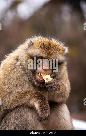 Le Maroc, Jari Saoud, forêt de cèdres d'Azrou, Barbary macaque, Macaca sylvanus de manger des aliments de supplié les visiteurs dans la neige Banque D'Images