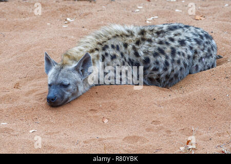 L'Hyène tachetée (Crocuta crocuta), mâle adulte, couché sur le sable, dormir, tôt le matin, Kruger National Park, Afrique du Sud, l'Afrique Banque D'Images