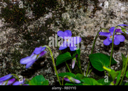 Détail de lily violet sur fond vert Banque D'Images