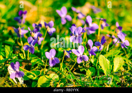 Lily violet sur fond vert Banque D'Images