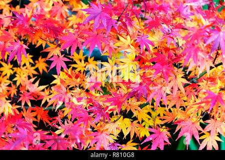 Feuillage d'érable rouge fond , belles couleurs d'automne, les feuilles avec Sven lobes et marges dentelées Banque D'Images