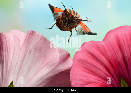 Rayé italien (Graphosoma lineatum-bug), en vol, sur une fleur de rose (mallows Malva), Allemagne Banque D'Images