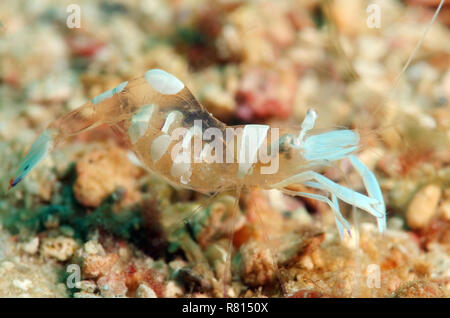 La crevette Periclimenes magnificus (magnifique), mer de Chine du Sud, la Malaisie, Redang Banque D'Images