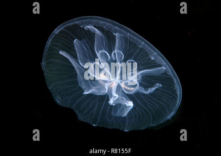 Moon jelly (Aurelia aurita), ici une mutation avec sept au lieu de quatre gonades, de la mer Noire, en Crimée, Ukraine Banque D'Images