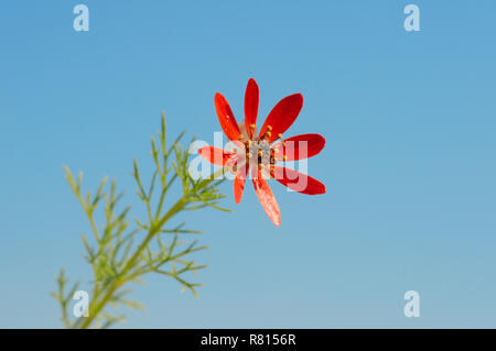 Pheasant's eye-d'été (Adonis aestivalis), Crimée, Ukraine Banque D'Images