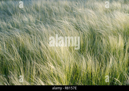 L'herbe en plumes, l'aiguille de l'herbe, ou des graminées (Stipa sp.), Crimée, Ukraine Banque D'Images