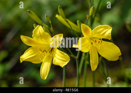 L'hémérocalle (Hemerocallis) Jaune variété Hbrid Corky, jardin plante, Allemagne Banque D'Images