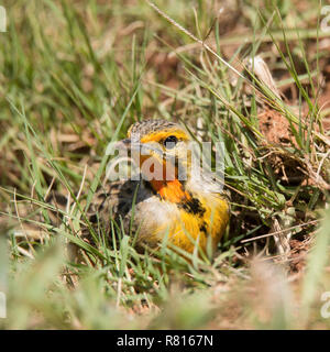 Cape longclaw (Macronyx capensis) se trouve dans l'herbe, Mountain Zebra National Park, Afrique du Sud Banque D'Images