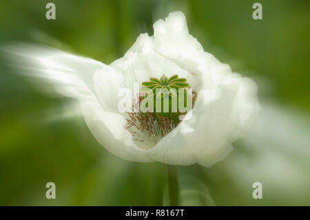 Du pavot à opium (Papaver somniferum), au sud-ouest de la Turquie, Turquie Banque D'Images