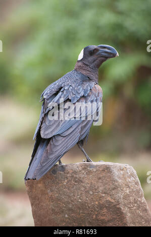 Le Corbeau (Corvus crassirostris), le parc national des montagnes du Simien, région d'Amhara, en Éthiopie Banque D'Images