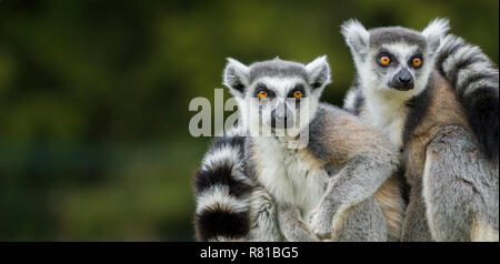 Close-up of two cute lémuriens (Lemur catta) sur un arbre. Banque D'Images