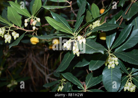 Arbutus unedo Banque D'Images