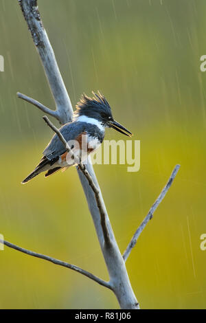 Une image verticale d'un martin-pêcheur d'Amérique du Nord, perché sur un arbre mort avec pluie étant par le coucher de soleil en contre-jour dans des régions rurales de l'Alberta, Canada. Banque D'Images