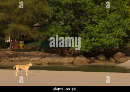 La fourrure dorée Stray chien se tenait sur la plage de la rivière de sable. Banque D'Images