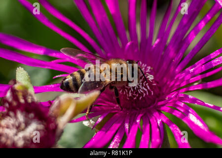 Macro close up d'une abeille sur une fleur rose midi Banque D'Images