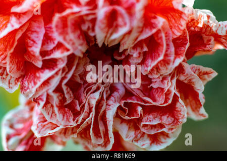 Macro close up d'un bégonia de couleurs rouge et blanche Banque D'Images