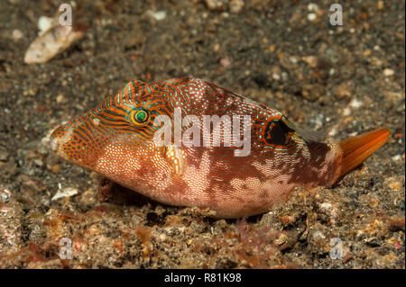 Toby, Toby comprimé d'empreintes digitales (Canthigaster compressa). Mer Moluques, Détroit de Lembeh, au nord de Sulawesi, Indonésie Banque D'Images