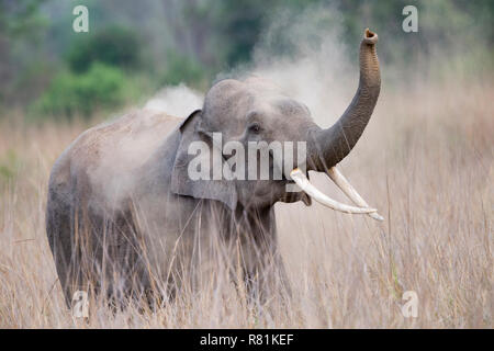 Éléphant d'Asie (Elephas maximus). La poussière adultes le bain. Jim Corbett National Park, Inde Banque D'Images