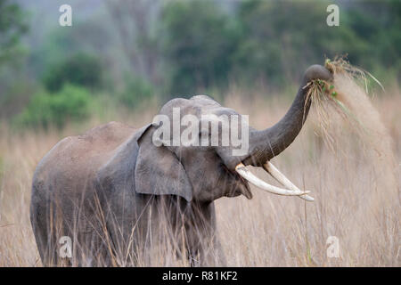 Éléphant d'Asie (Elephas maximus). La poussière adultes le bain. Jim Corbett National Park, Inde Banque D'Images