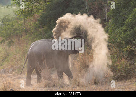 Éléphant d'Asie (Elephas maximus). La poussière adultes le bain. Jim Corbett National Park, Inde Banque D'Images