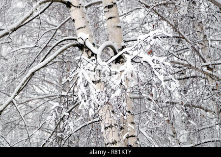 Belle forêt d'hiver couverte de neige blanc propre avec bouleau avec snowy branches sur l'avant Banque D'Images