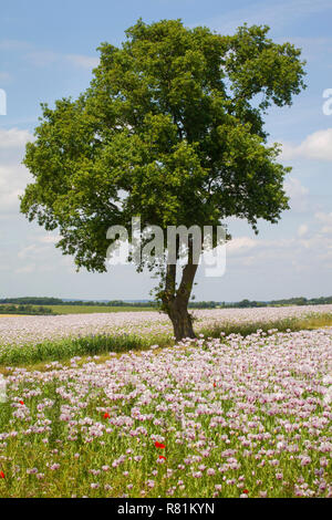 Plantes médicinales pavot, Papaver somniferum, croissante dans les champs autour de Ipsden, Oxfordshire Banque D'Images