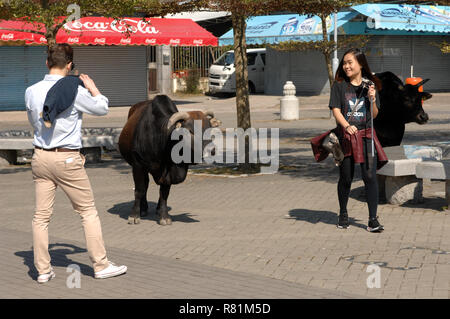 Les bovins à l'entrée du monastère Po Lin situé sur le plateau de Ngong Ping, Lantau Island, Hong Kong, Chine. Banque D'Images