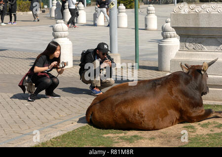 Les bovins à l'entrée du monastère Po Lin situé sur le plateau de Ngong Ping, Lantau Island, Hong Kong, Chine. Banque D'Images