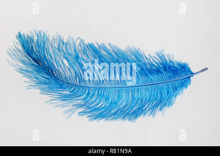 Blue Feather isolé sur fond blanc Banque D'Images