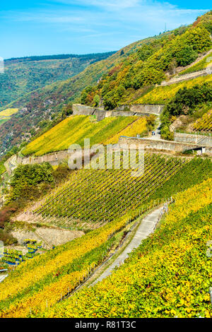 Vignobles du Rheingau à Assmannshausen dans la vallée du Haut-Rhin moyen, Allemagne Banque D'Images