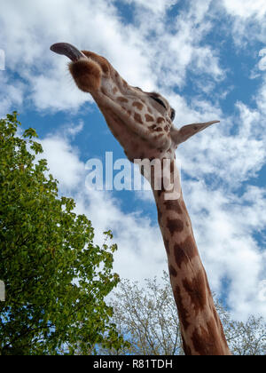 Girafe Sticking Tongue Out Banque D'Images