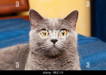 La cat avec de beaux yeux orange, charmant museau de chat britannique gris avec d'énormes yeux orange qui regarde droit dans la caméra de près. Banque D'Images