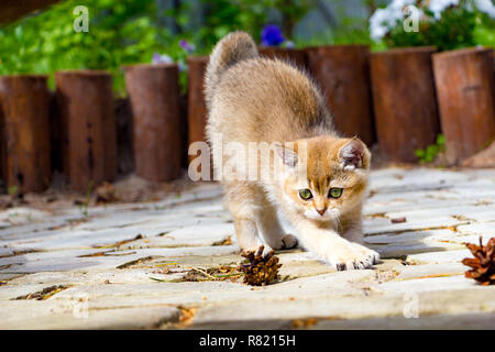 Un mignon chaton britannique d'or s'étend de marcher dans le jardin sur une journée ensoleillée et ressemble à un cône de pin couché à côté d'elle. Banque D'Images