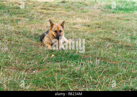 Chien heureux sur l'herbe, un grand chien sur la pelouse Banque D'Images