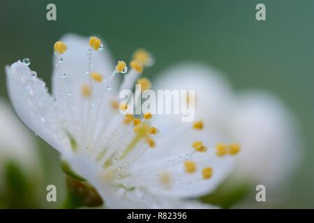 Plan macro sur une fleur sloe couverts dans les gouttelettes d'eau Banque D'Images