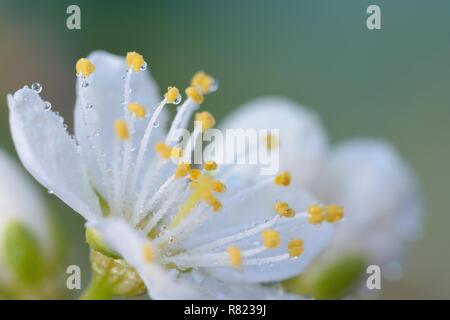 Plan macro sur une fleur sloe couverts dans les gouttelettes d'eau Banque D'Images