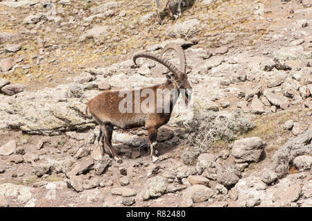 Walia Ibex (Capra walie), le parc national des montagnes du Simien, région d'Amhara, en Éthiopie Banque D'Images