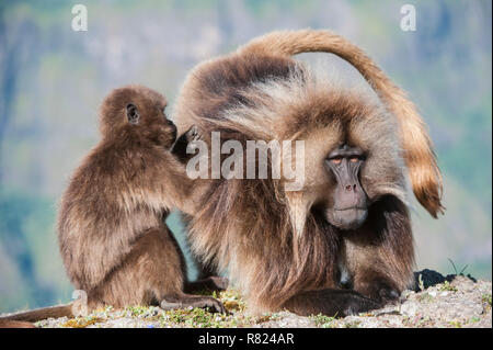 Les babouins gélada (Theropithecus gelada) chaque toilettage, d'autres montagnes du Simien National Park, région d'Amhara, en Éthiopie Banque D'Images