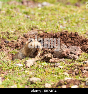 L'Afrique de l'Éthiopie (Tachyoryctes macrocephalus rat taupe), Bale Mountains National Park, Zone de balle, la région d'Oromia, en Éthiopie Banque D'Images