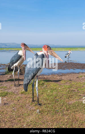Les cigognes (crumeniferus Marabou Flamant rose (Phoenicopterus ruber), port d'awasa, Awasa, Ethiopie Banque D'Images